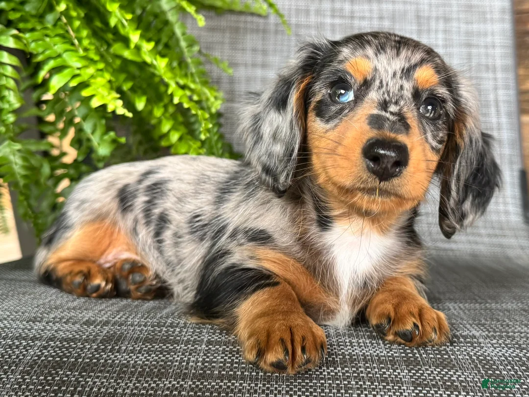 Dachshund dogs for sale: Sadie - Ad 2