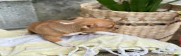 Chihuahua dogs for sale: Rover - Ad 6