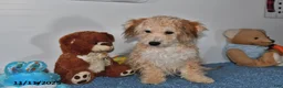 Bichpoo dogs for sale: Buster Brown - Ad 20