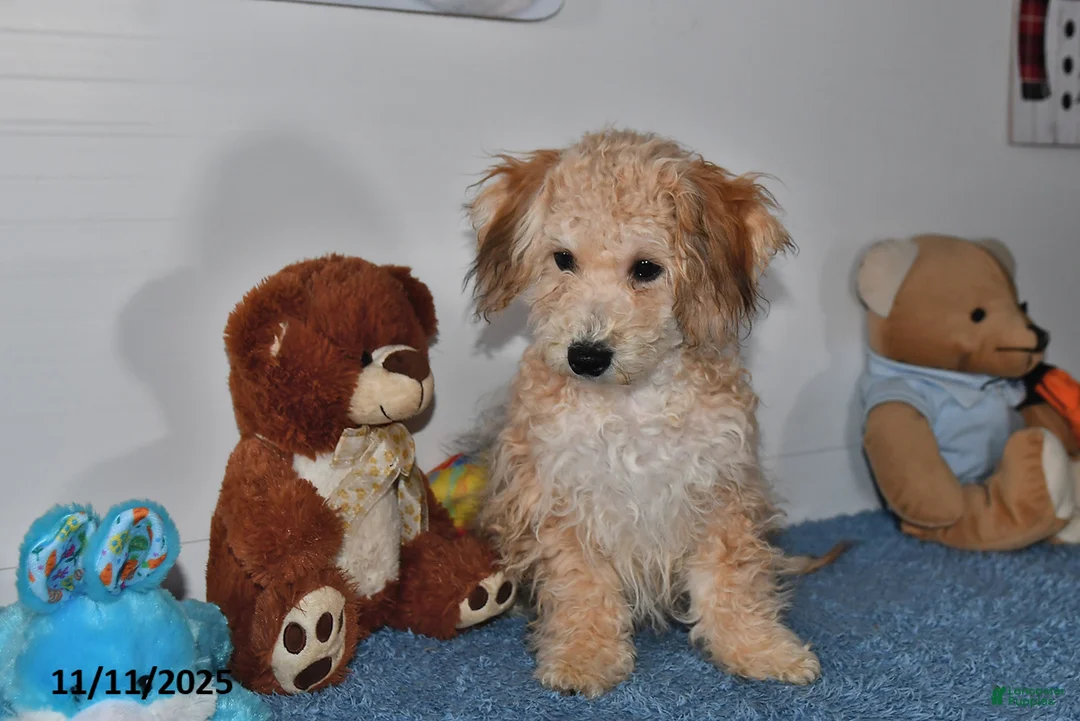 Bichpoo dogs for sale: Buster Brown - Ad 20
