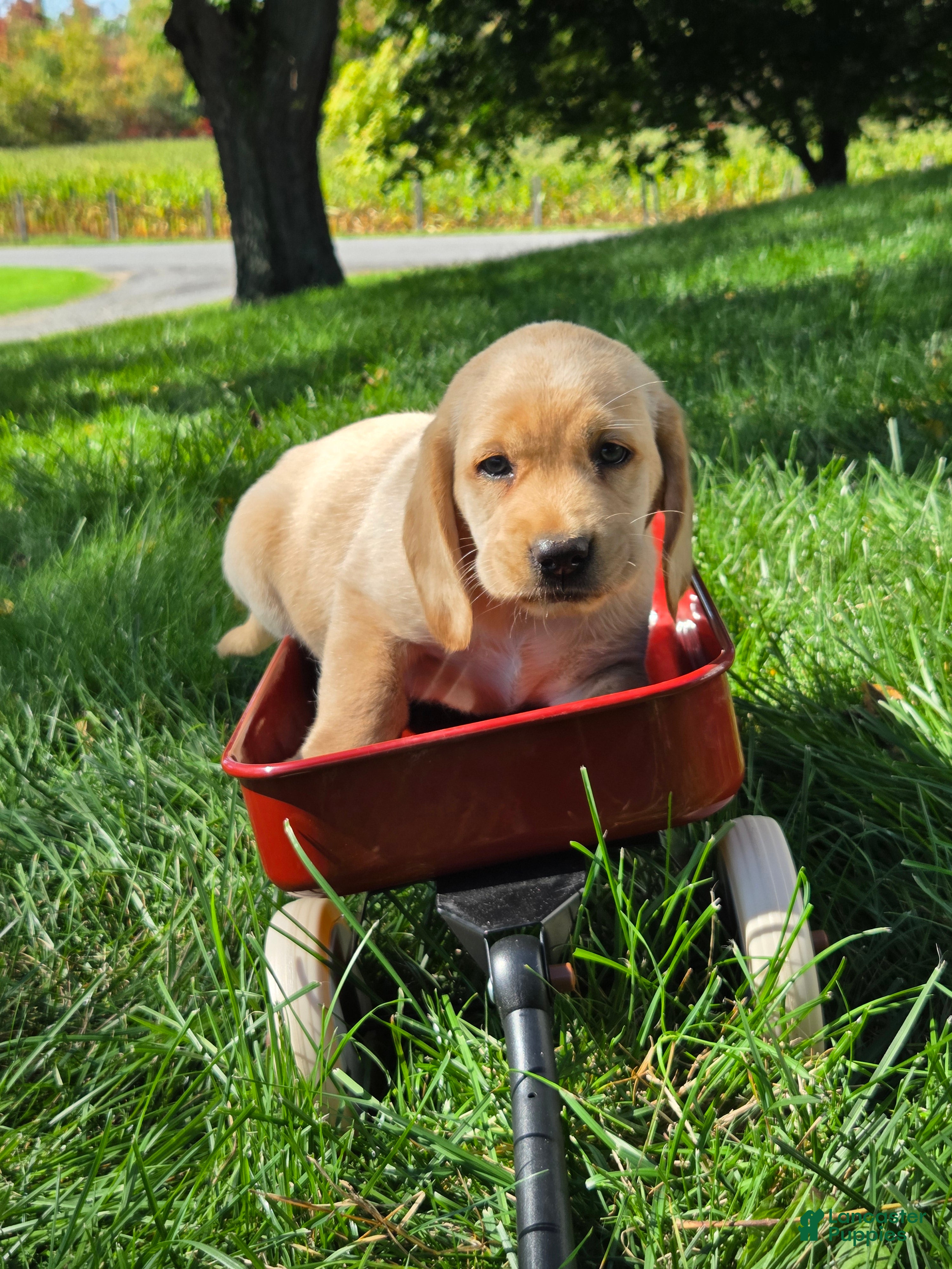 Mixed Breed dogs for sale: Mixed Breed 4 - Ad 1