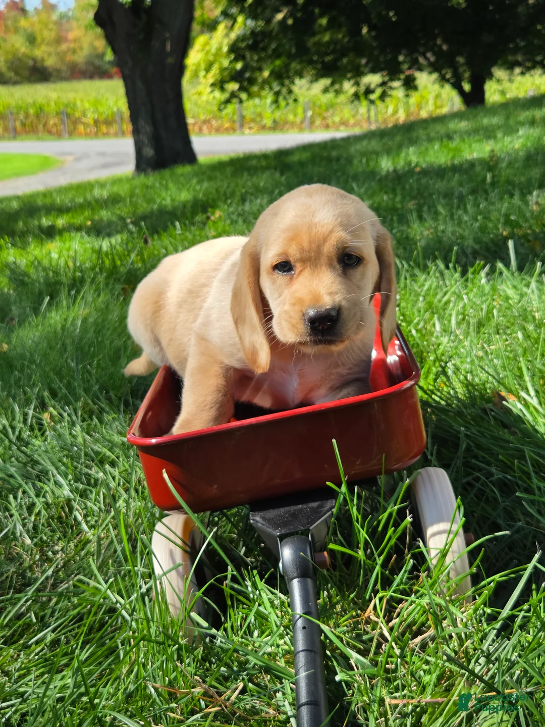 Mixed Breed dogs for sale: Mixed Breed 4 - Ad 1