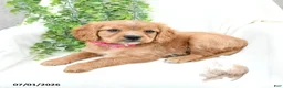 Miniature Golden Retriever dogs for sale: Sharon - Ad 2