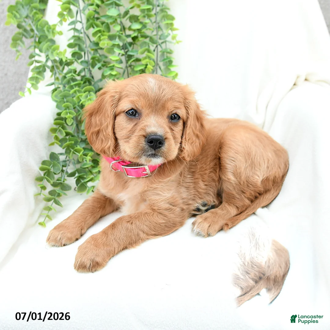 Miniature Golden Retriever dogs for sale: Sharon - Ad 2