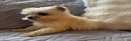 Shorkie dogs for sale: Honey - Ad 3
