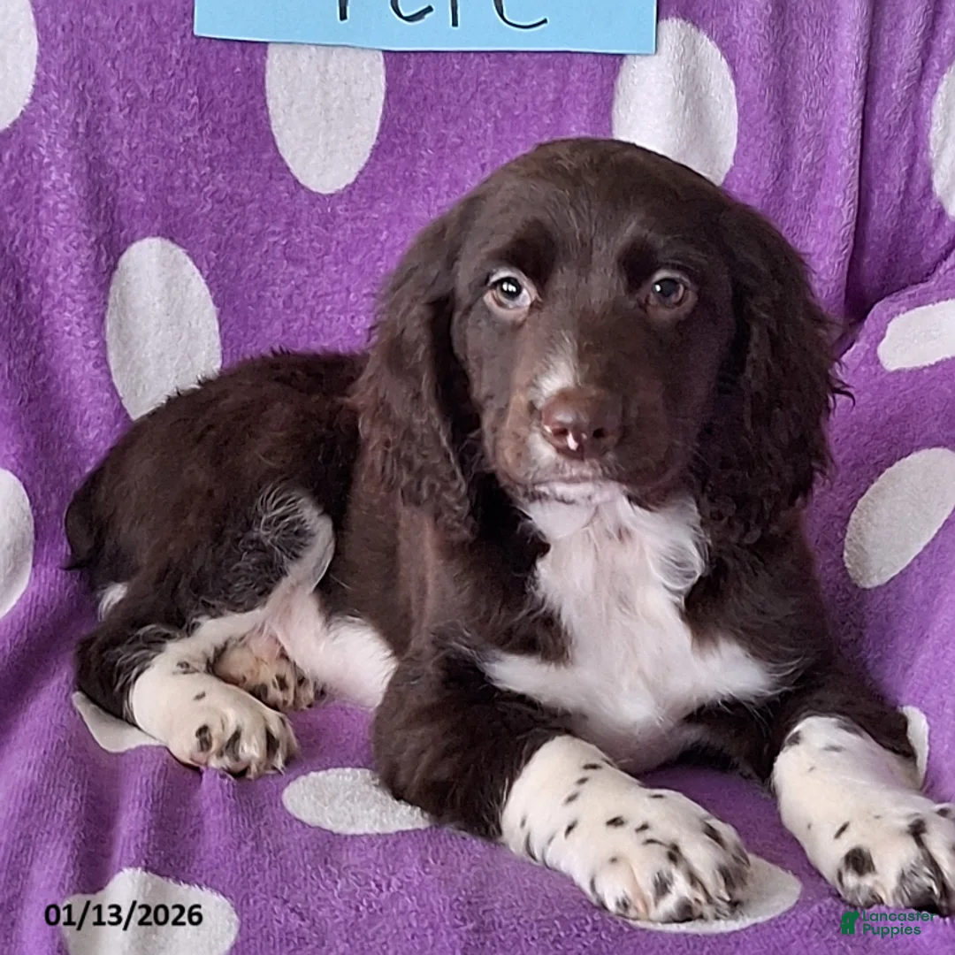 English Springer Spaniel dogs for sale: Pete - Ad 1
