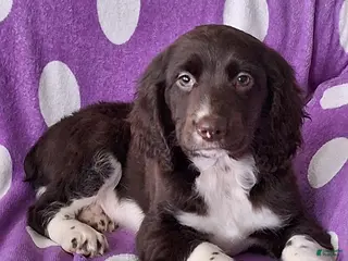English Springer Spaniel dogs Pete - Ad 2