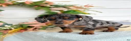 Miniature Dachshund dogs for sale: Jubilee - Ad 13