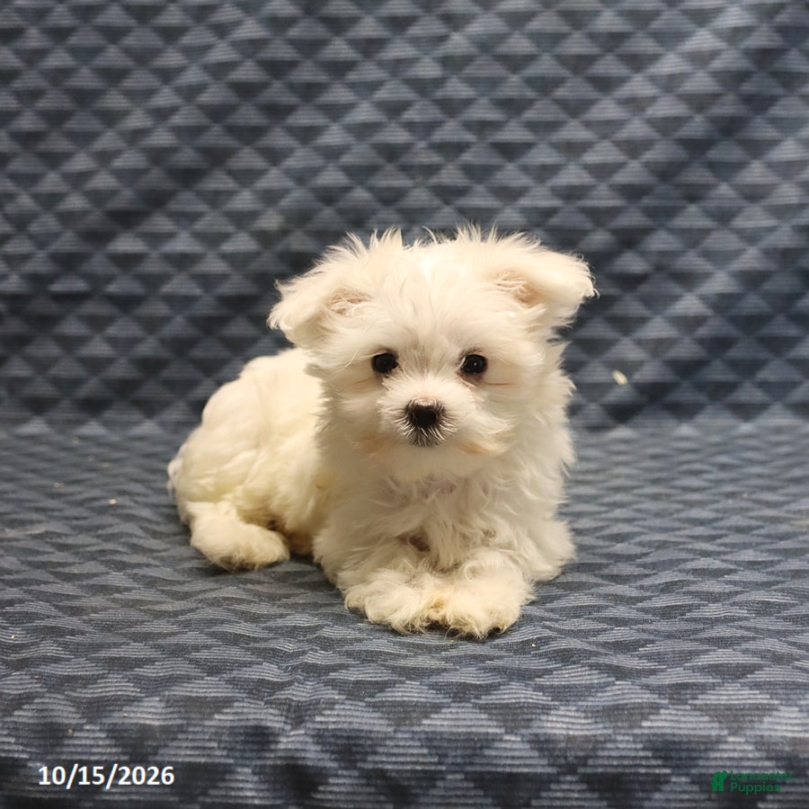 Maltese dogs Rosie - Ad 2
