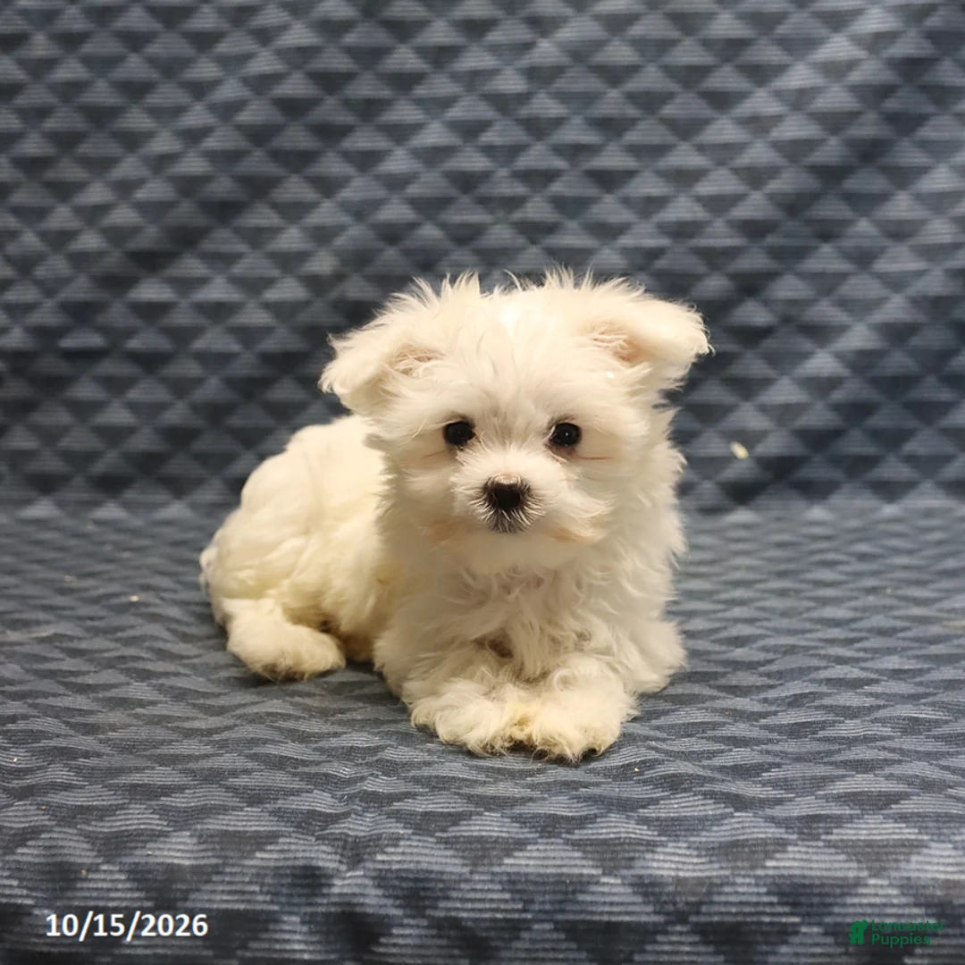 Maltese dogs for sale: Rosie - Ad 2