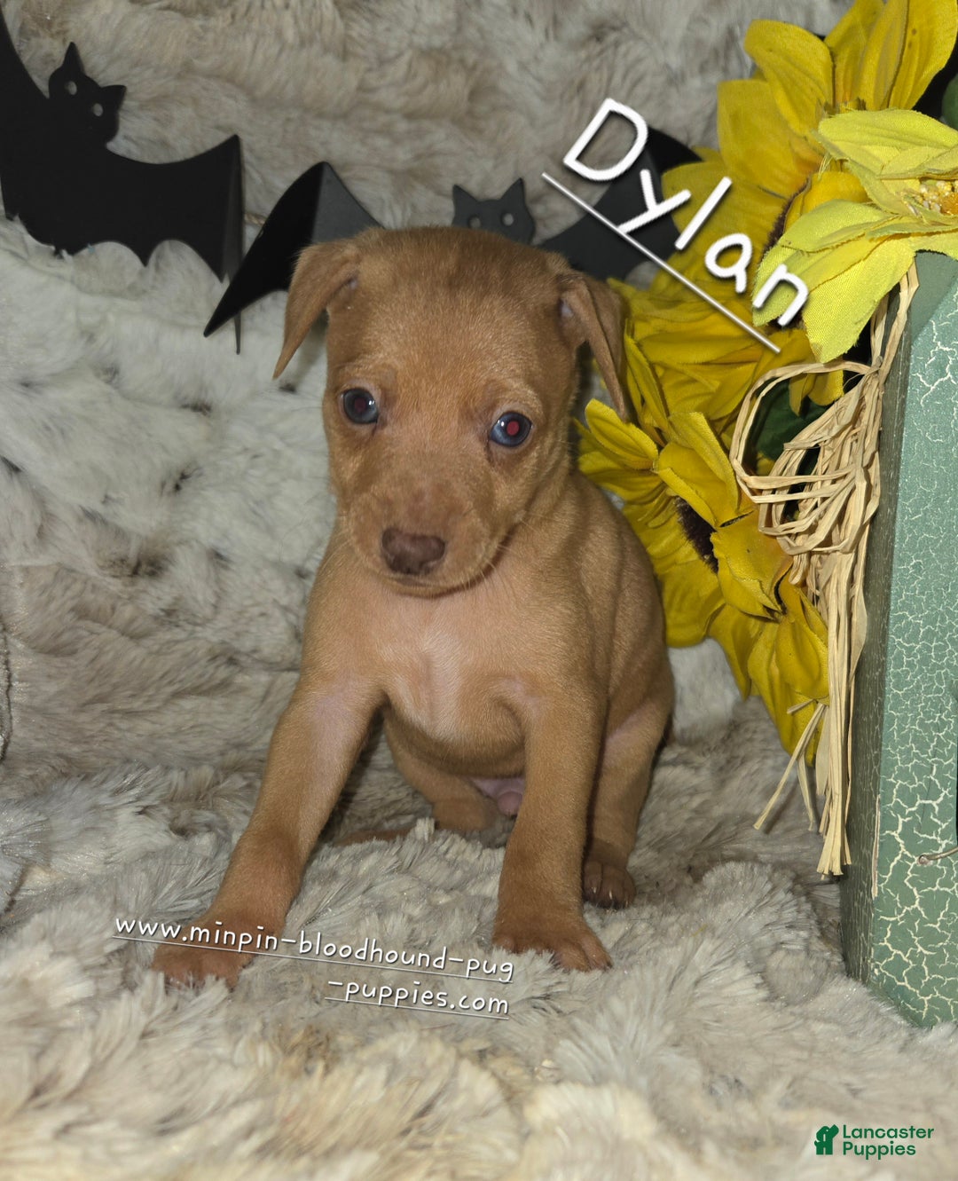 Miniature Pinscher dogs for sale: Dylan, stag chocolate merle - Ad 2