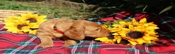 Mixed Breed dogs for sale: Daisy - Irish Goldendoodle  - Ad 4