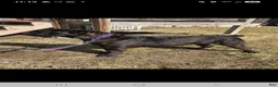 Cane Corso dogs for sale: ICCF Ruby - Ad 7