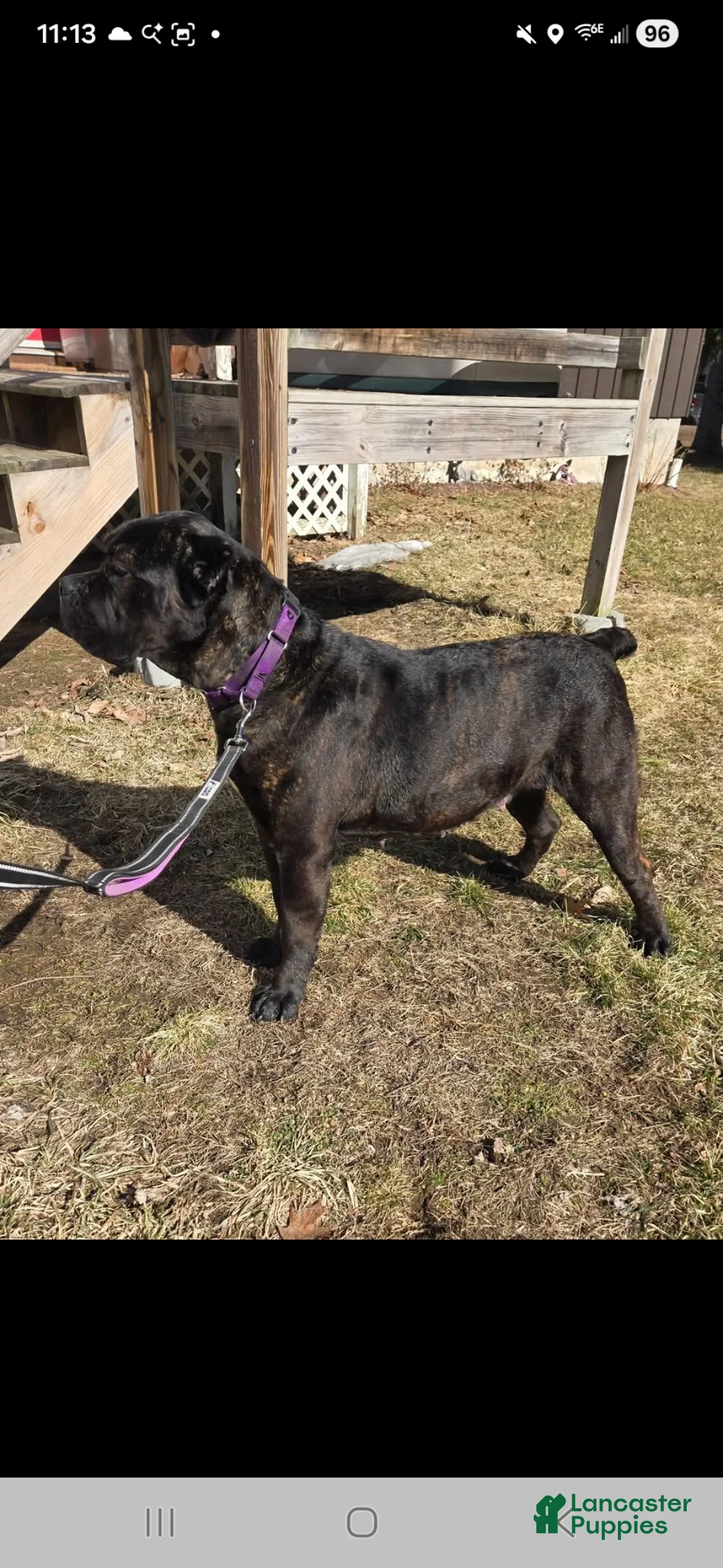 Cane Corso dogs for sale: ICCF Ruby - Ad 7