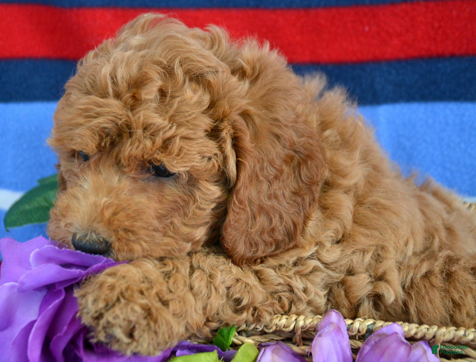 Goldendoodle dogs Mini Goldendoodle Puppy 1 Eddie - Ad 36