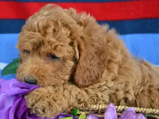 Goldendoodle dogs Mini Goldendoodle Puppy 1 Eddie - Ad 36
