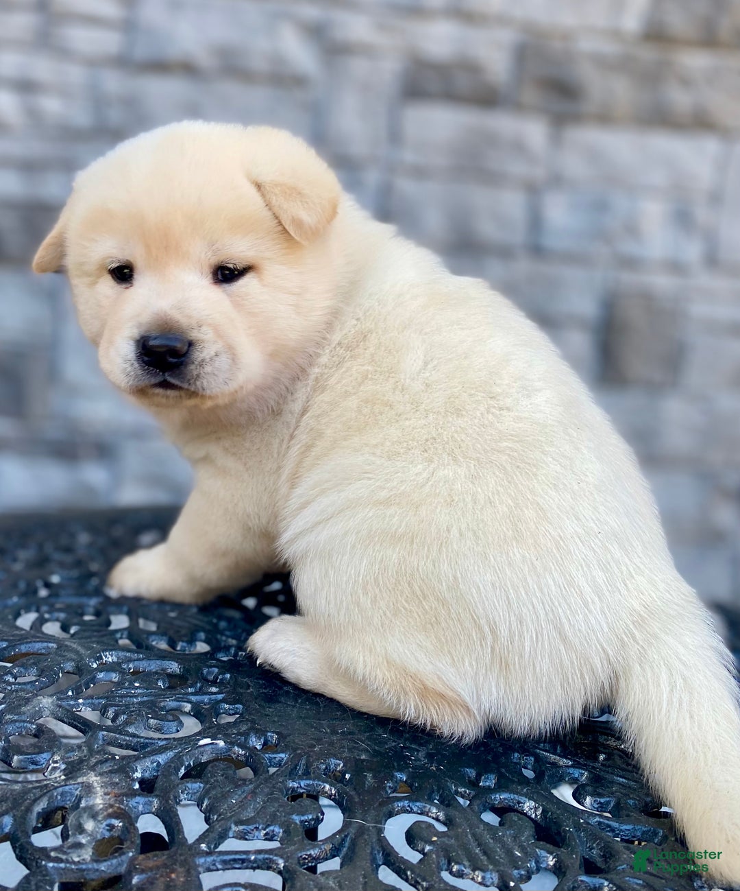 Mixed Breed dogs for sale: Chowski boy  - Ad 6