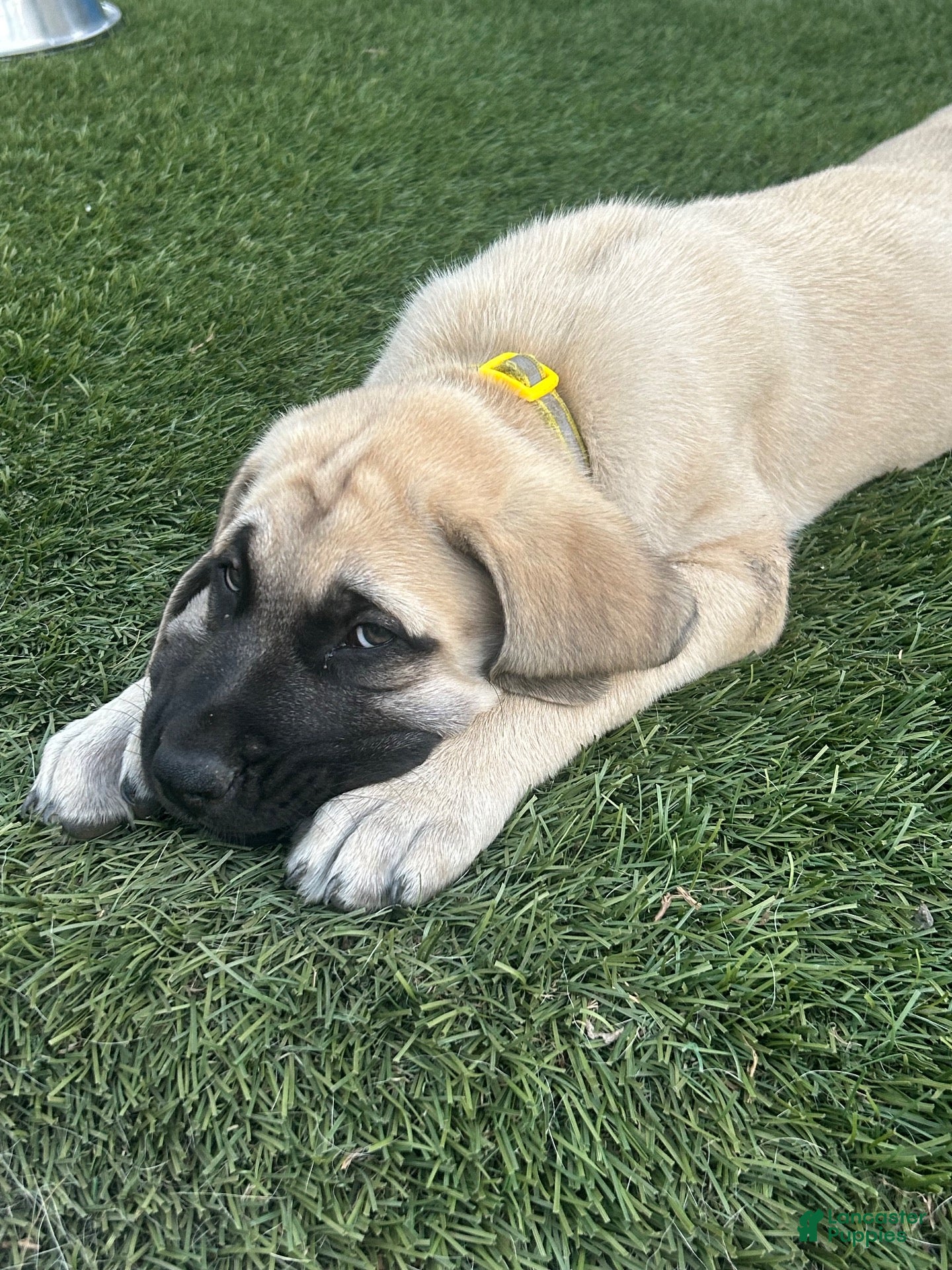 Mixed Breed dogs Sunny - Ad 2
