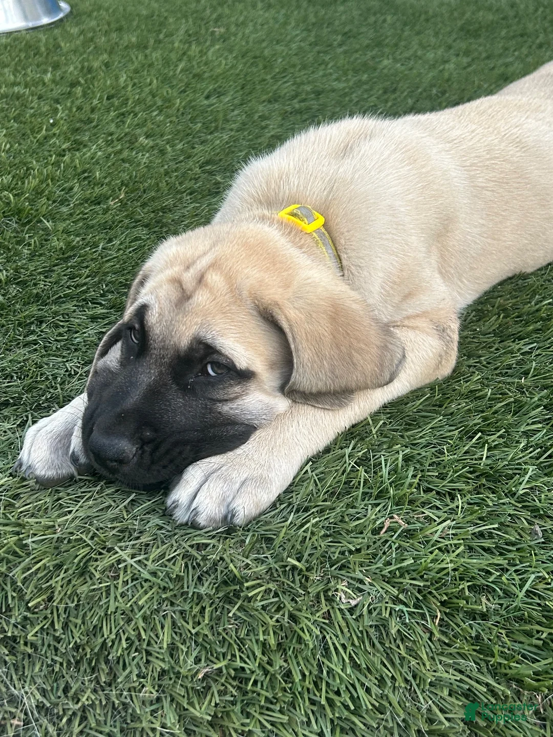 Mixed Breed dogs for sale: Sunny - Ad 2