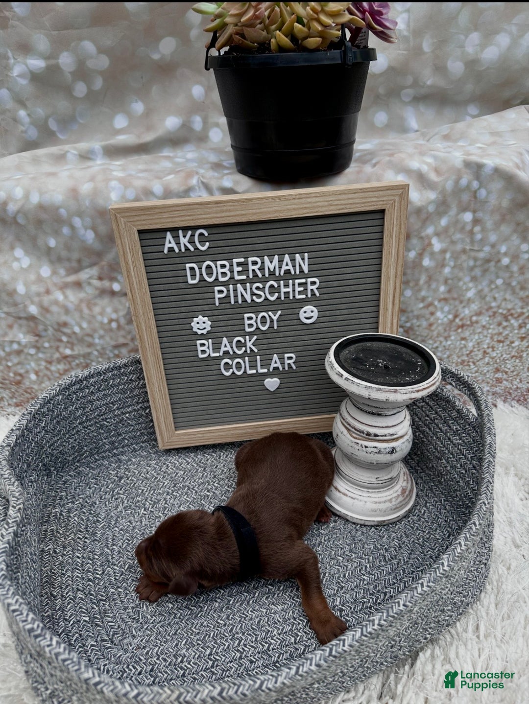 Doberman Pinscher dogs for sale: Red boy, black collar - Ad 4