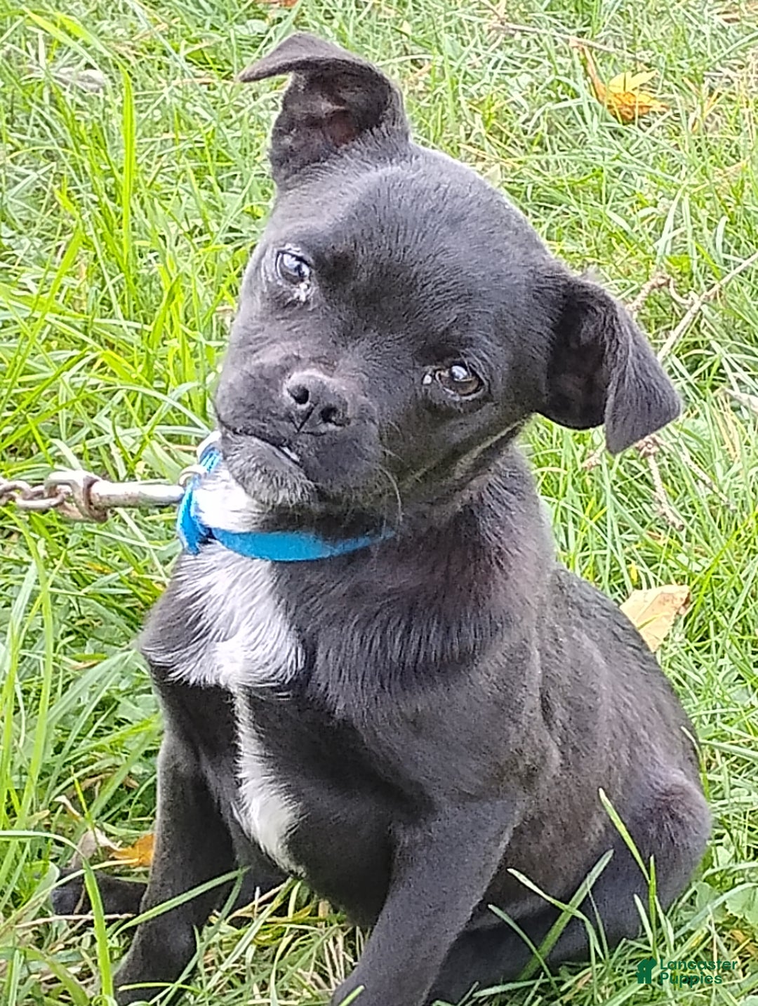 Mixed Breed dogs for sale: Tiny - Ad 1