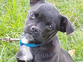 Mixed Breed dogs Tiny - Ad 1