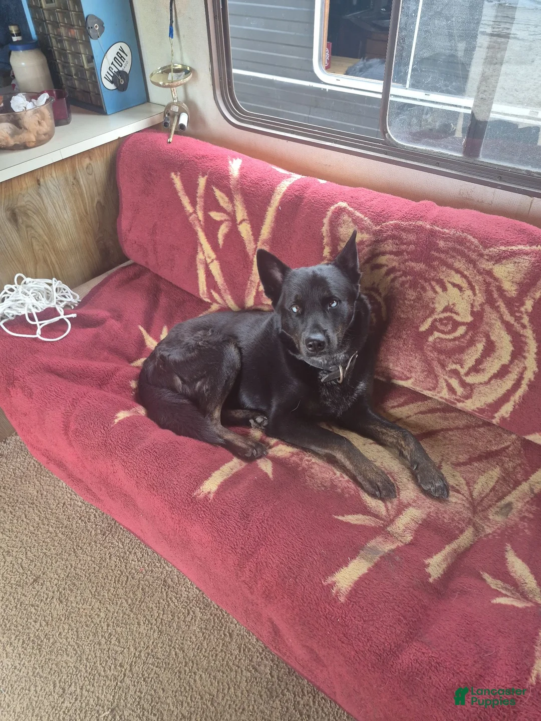 Mixed Breed dogs for stud: Blues kids. - Ad 2
