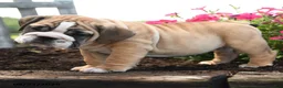 English Bulldog dogs for sale: Olaf - Ad 5