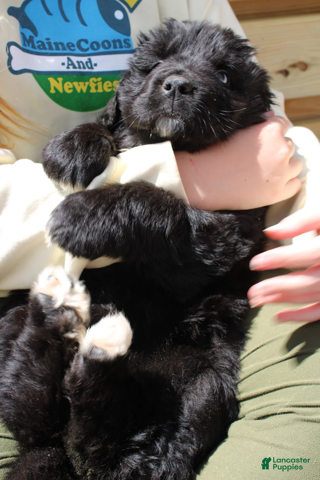 Newfoundland dogs for sale: Moth - Ad 1