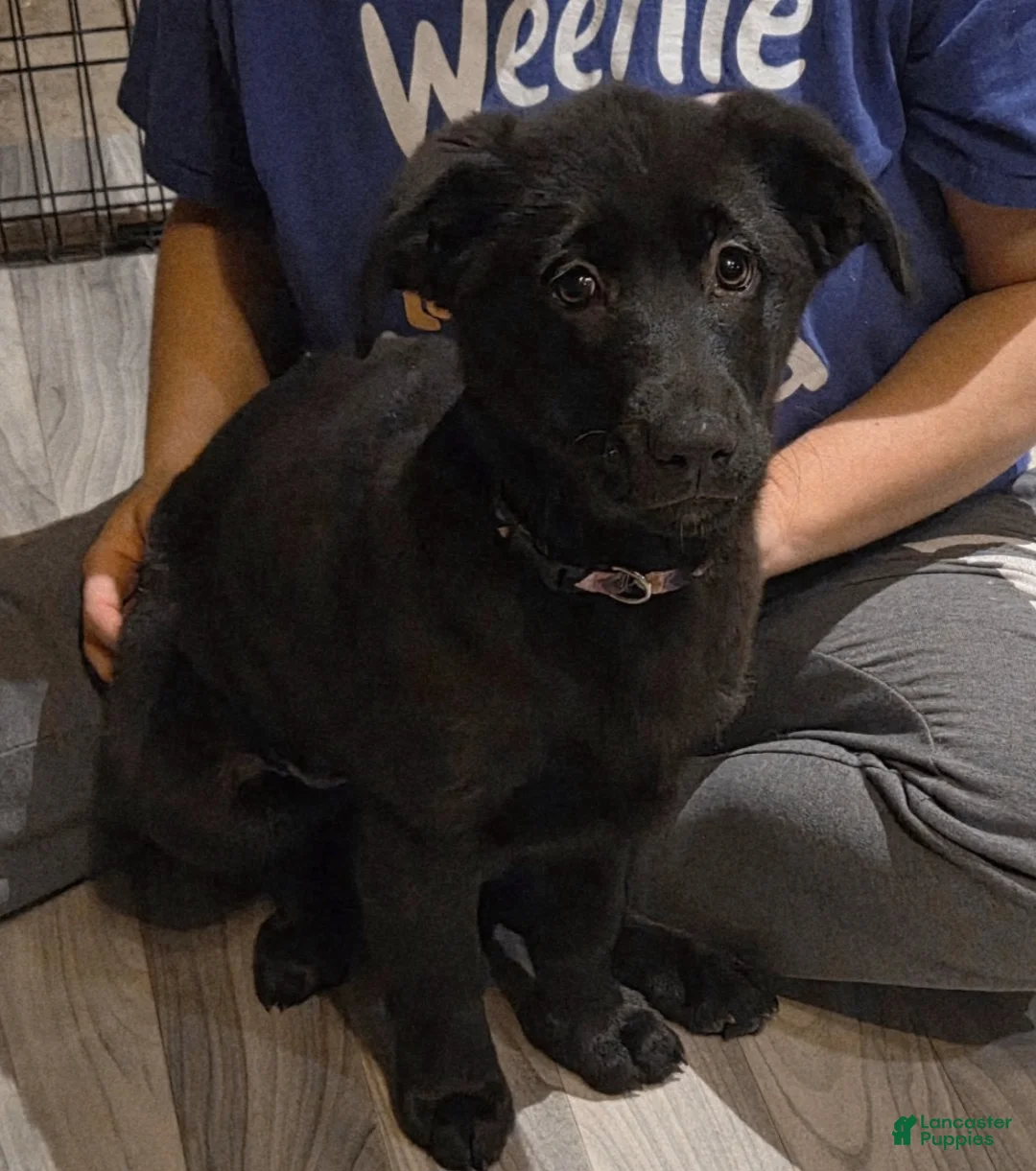 Mixed Breed dogs for sale: Golden shepherd white - Ad 5