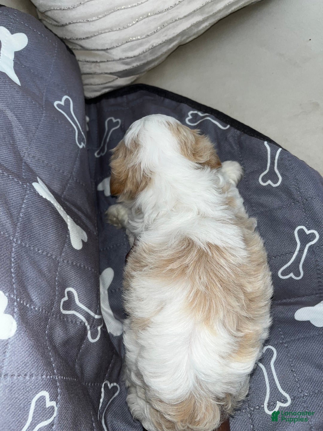 Shih Tzu dogs for sale: Clover - Ad 7