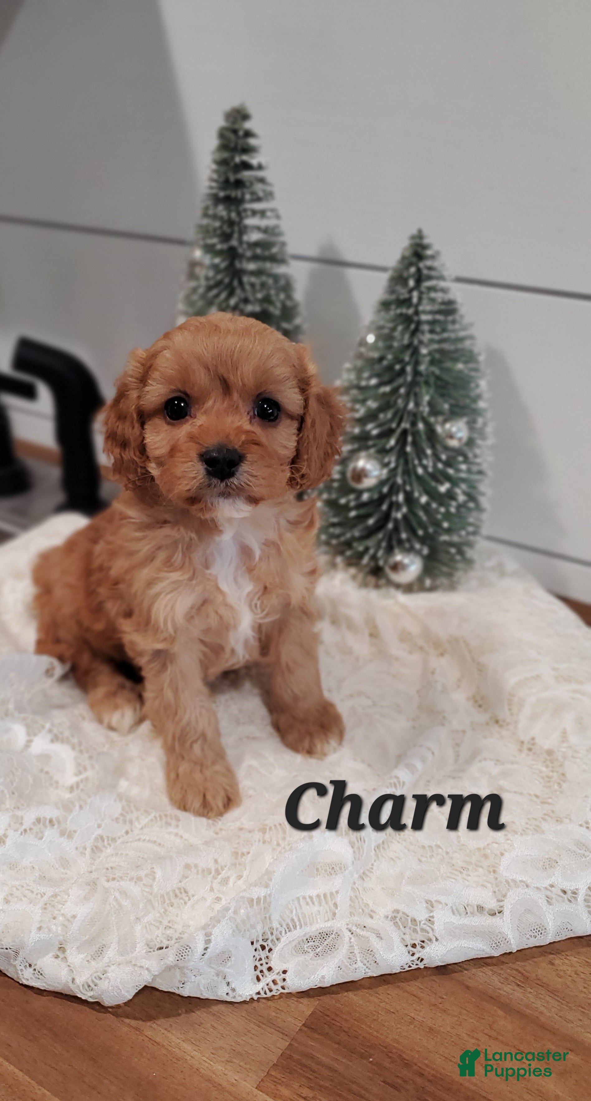 Cavapoo dogs Charm - Ad 27