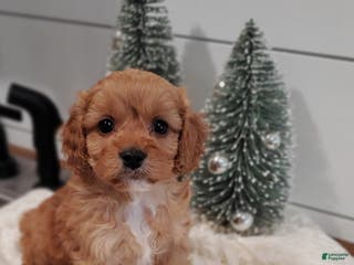 Cavapoo dogs Charm - Ad 42