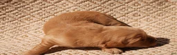 Golden Retriever dogs for sale: Daisy -AKC, Genetically Clear - Ad 91