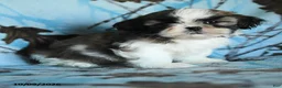 Shih Tzu dogs for sale: Toto - Ad 1