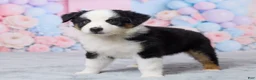 Australian Shepherd dogs for sale: Roxy - Ad 2