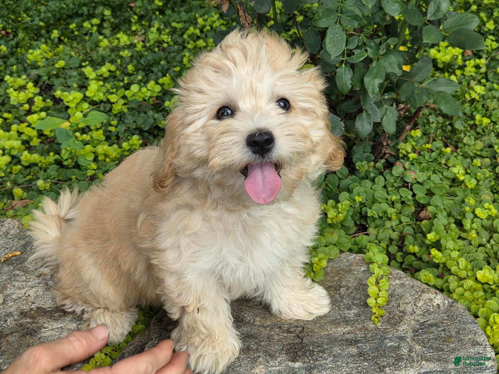 Maltipoo dogs Sandy - Ad 1