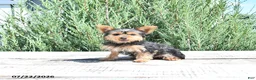 Yorkshire Terrier dogs for sale: Bella   - Ad 3