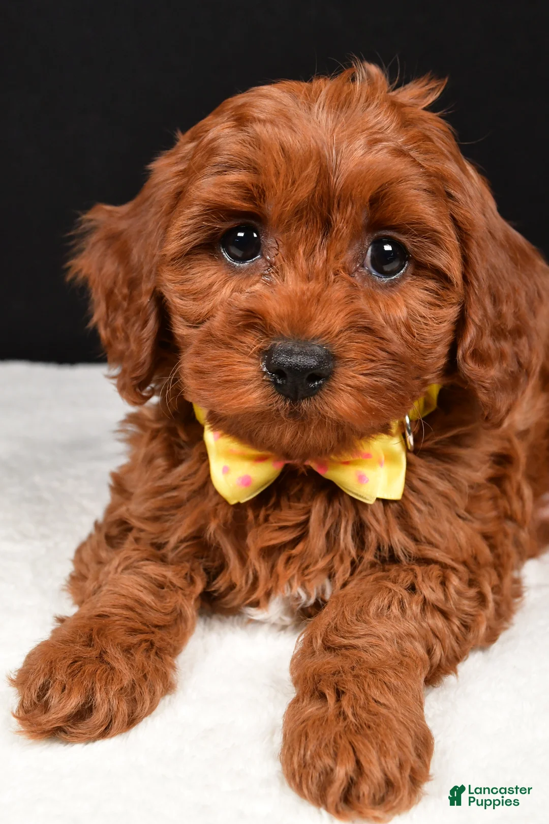 Cavapoo dogs for sale: Benny - Ad 3