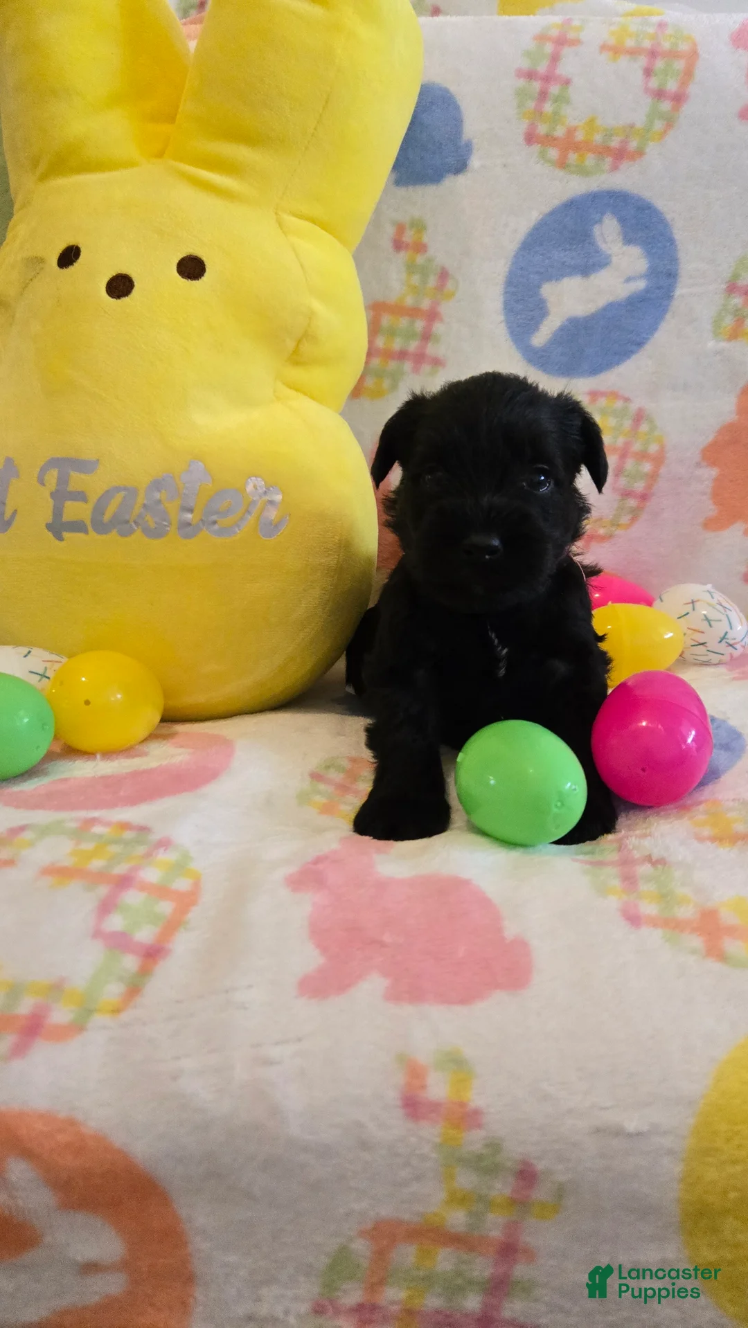 Miniature Schnauzer dogs for sale: Maggie - Ad 2