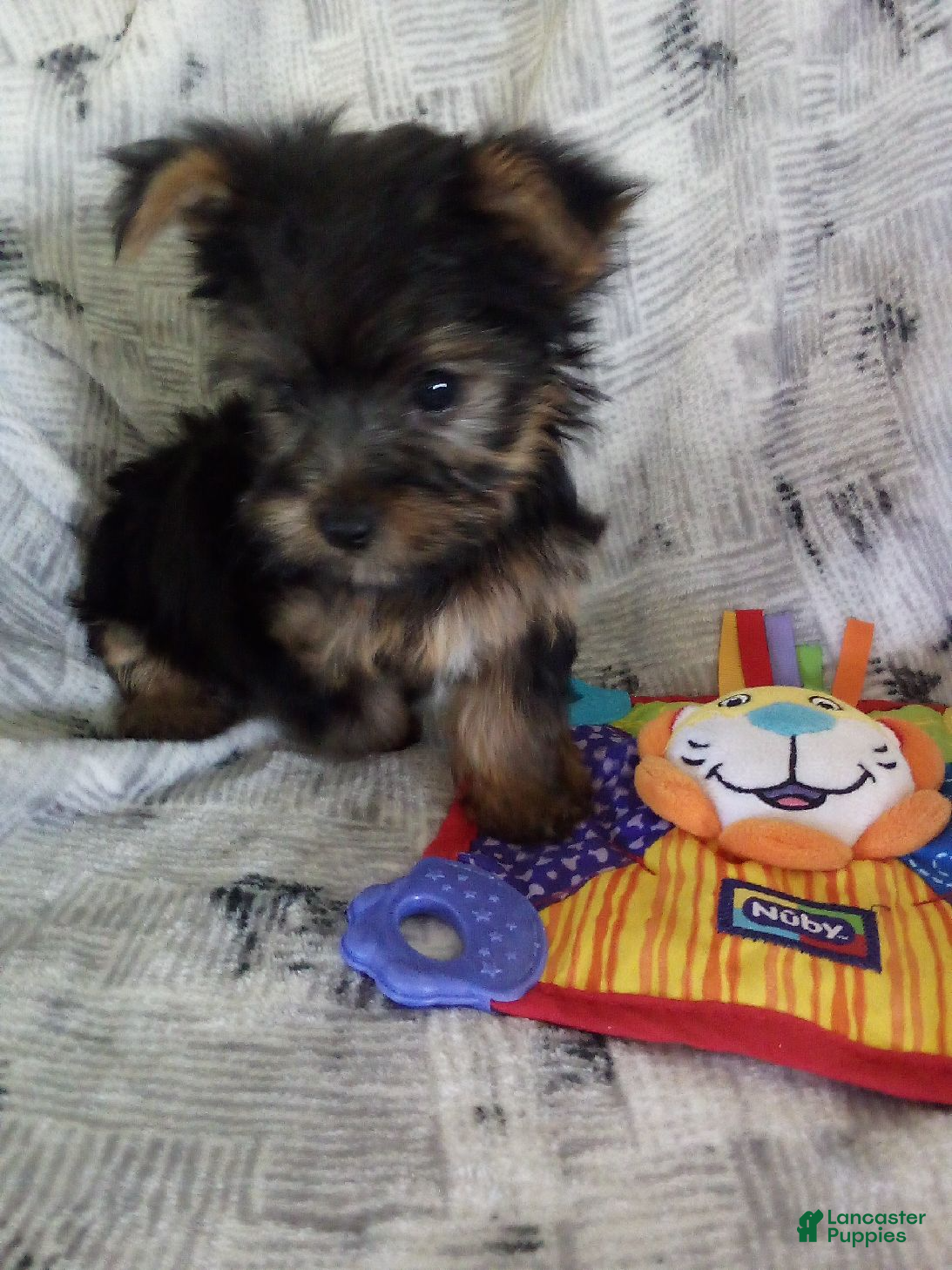 Yorkshire Terrier dogs Justin - Ad 1