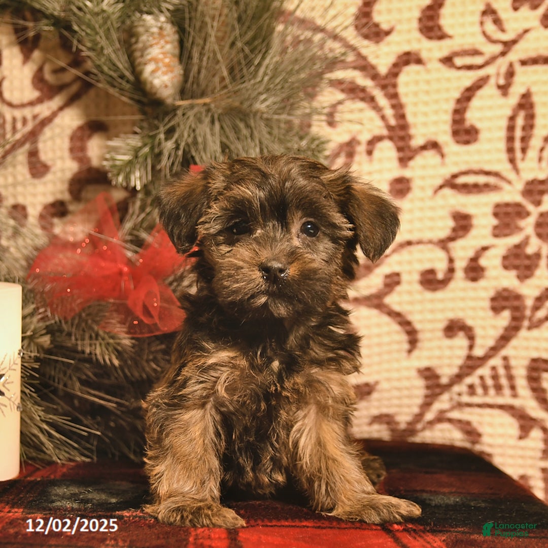 Shorkie dogs for sale: Angle     - Ad 2