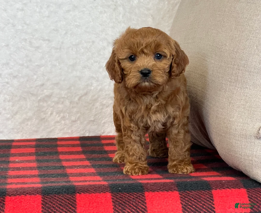 Cavapoo dogs for sale: Casey - Ad 10