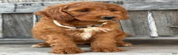 Irish Doodle dogs for sale: Juniper - Ad 13
