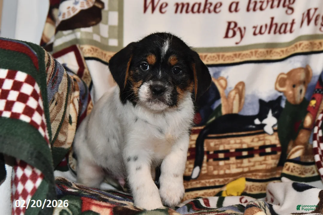 Mixed Breed dogs for sale: Ace - Ad 3