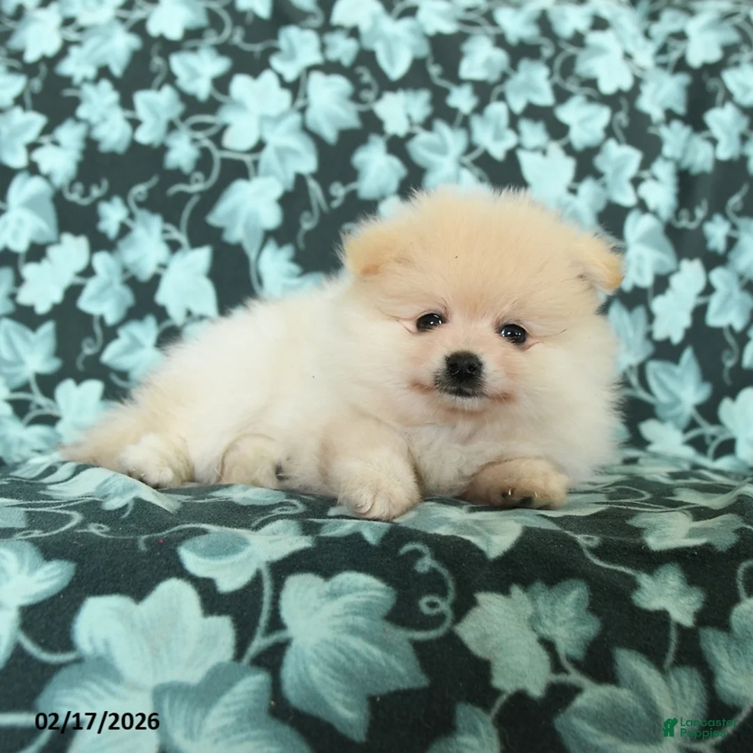 Pomeranian dogs for sale: Be Mine - Ad 4