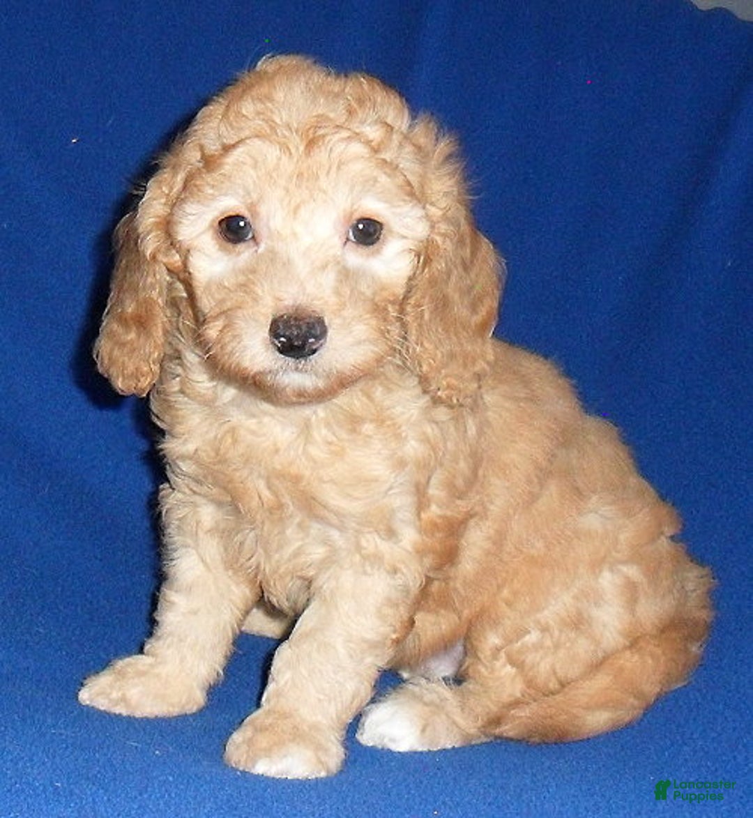 Miniature Poodle dogs for sale: Ollie - Ad 8