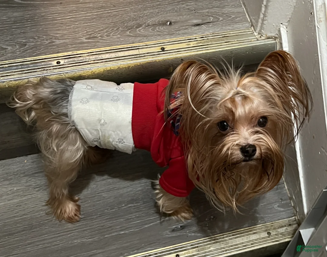 Yorkshire Terrier dogs for stud: Tanjiro  - Ad 4