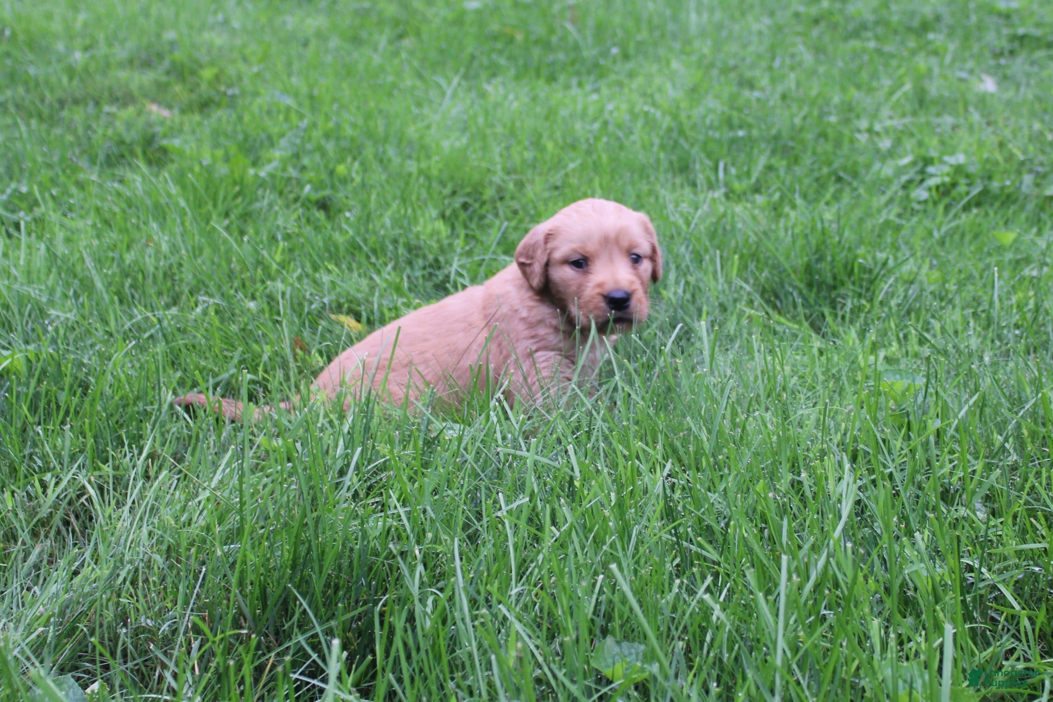 Golden Retriever dogs Golden Retriever 1 - Ad 1