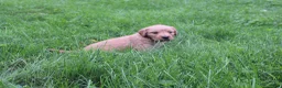Golden Retriever dogs for sale: Golden Retriever 1 - Ad 1